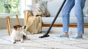 01.2 - diy or professional carpet cleaning